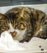 June Svg+xml,%3Csvg%20xmlns%3D%22http%3A%2F%2Fwww.w3